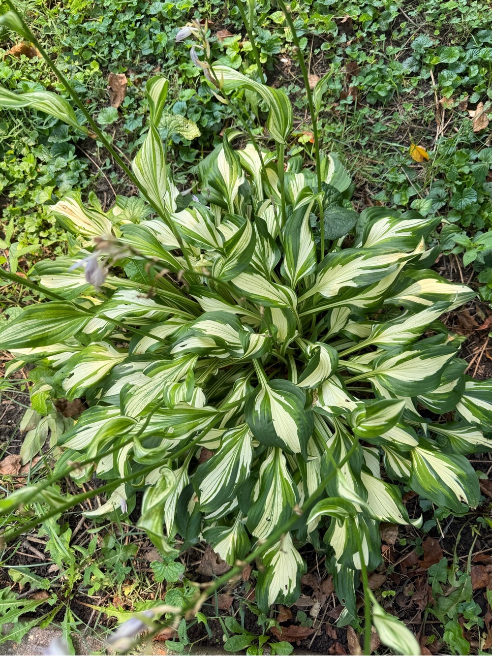 4 Allegan Fog' hosta plant bulbs.